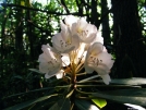 Rhododendron by FlyPaper in Flowers