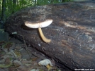 Mushroom Growing in Log