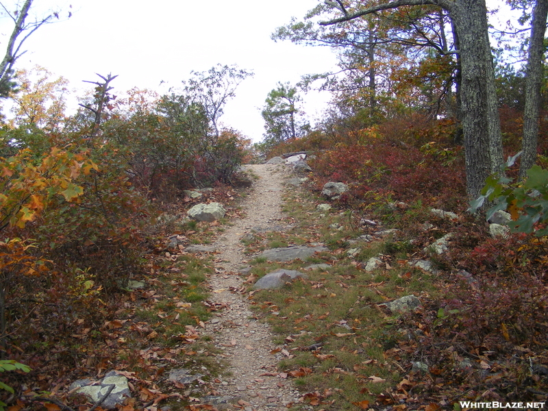 Trail In Snp