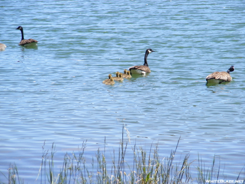 Ducks On Watauga Lake