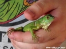 Iguana Hatchling