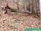 DeadPine by Frolicking Dinosaurs in Benton MacKaye Trail