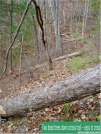 Twodeadtrees by Frolicking Dinosaurs in Benton MacKaye Trail