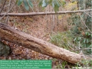 three-fourthsofmilefromSlickrock2 by Frolicking Dinosaurs in Benton MacKaye Trail