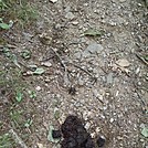 Bear Scat - size 13 boot