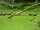 Turtles In The C & O Canal