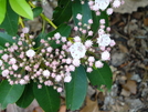 Flowers Along The Trail In Maryland by Undershaft in Flowers