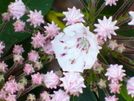 Flowers Along The Trail In Maryland