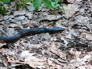 Black Racer