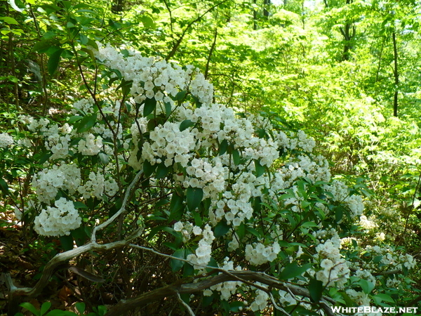 Flowers In Pa