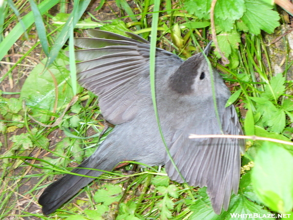 Bird Laying Eggs