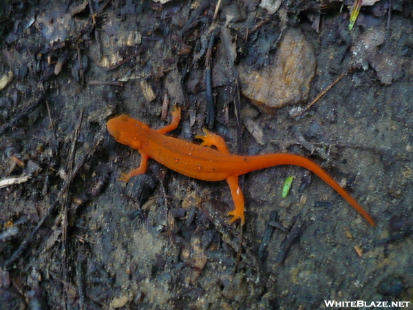 Red-spotted Newt