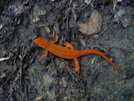 Red-spotted Newt by Undershaft in Other