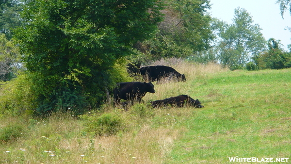Black Cows On The At