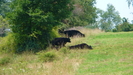 Black Cows On The At