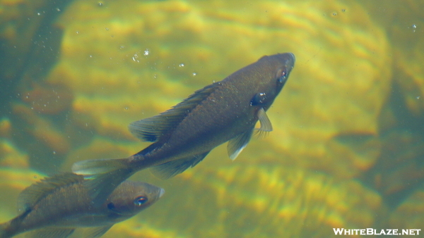 Fish In Upper Goose Pond
