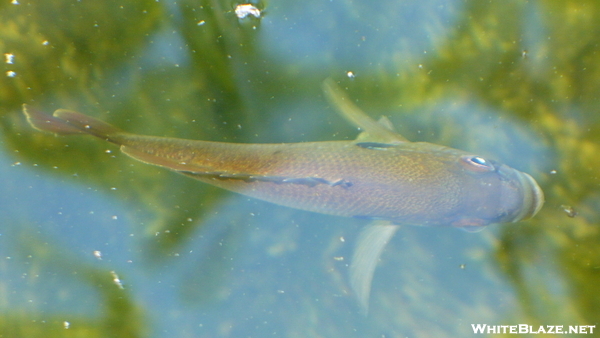 Fish In Upper Goose Pond