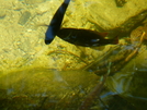 Fish In Upper Goose Pond