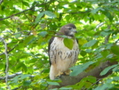 Red Tailed Hawk