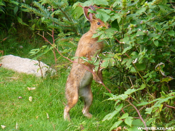 Snowshoe Hare