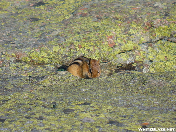 Chipmunk On Mt. Lafayette