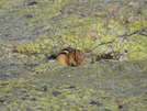 Chipmunk On Mt. Lafayette