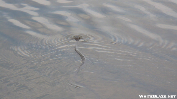 Northern Water Snake