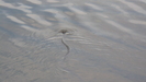 Northern Water Snake by Undershaft in Snakes