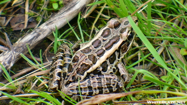 Pickerel Frog