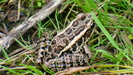 Pickerel Frog