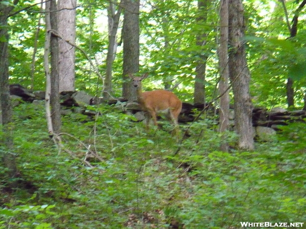 Deer In Ny