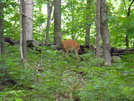 Deer In Ny