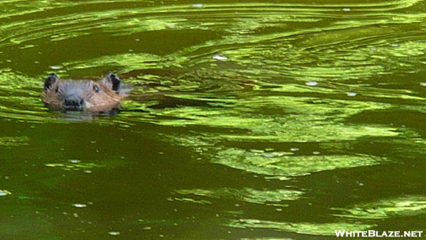 Beaver In The Housatonic River