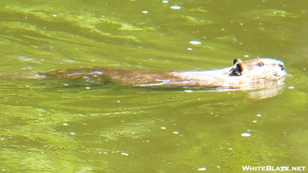 Beaver In The Housatonic River