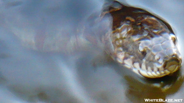 Northern Water Sanke In The Housatonic River