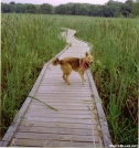 Coy during her AT '03 thru-hike by docllamacoy in Thru - Hikers