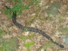 NY: William Brien Memorial Shelter, Resident Rattlesnake found dead by refreeman in New Jersey & New York Shelters