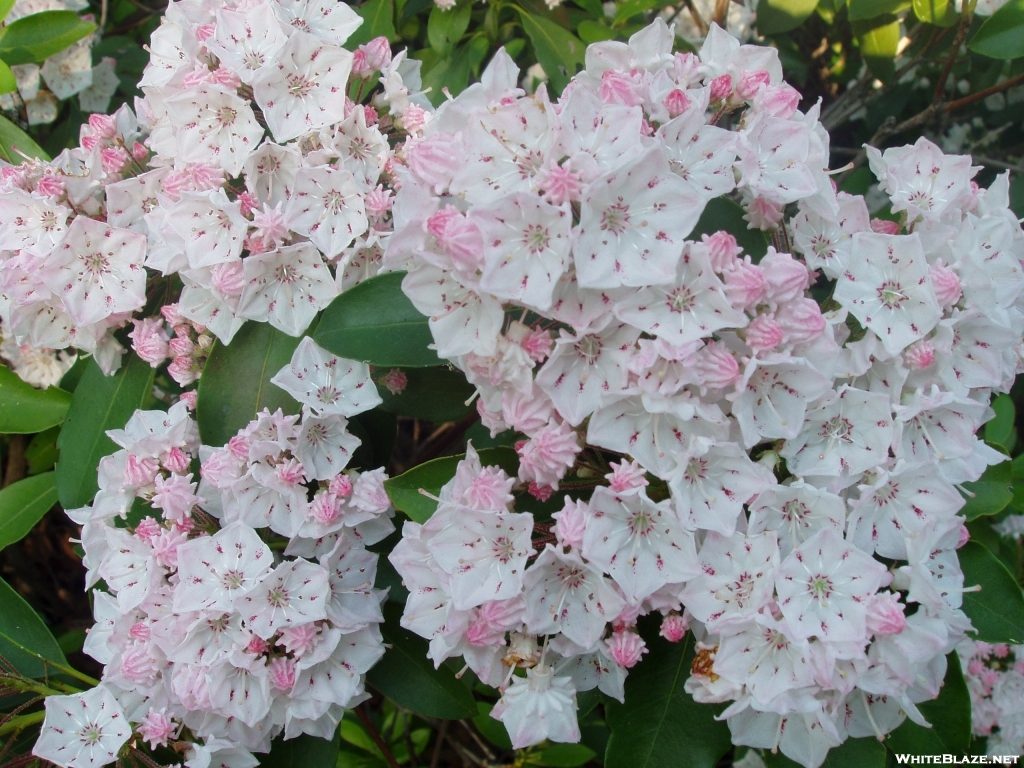 Miles of flourishing mountain laurel in full bloom in NY's Harriman State Park.