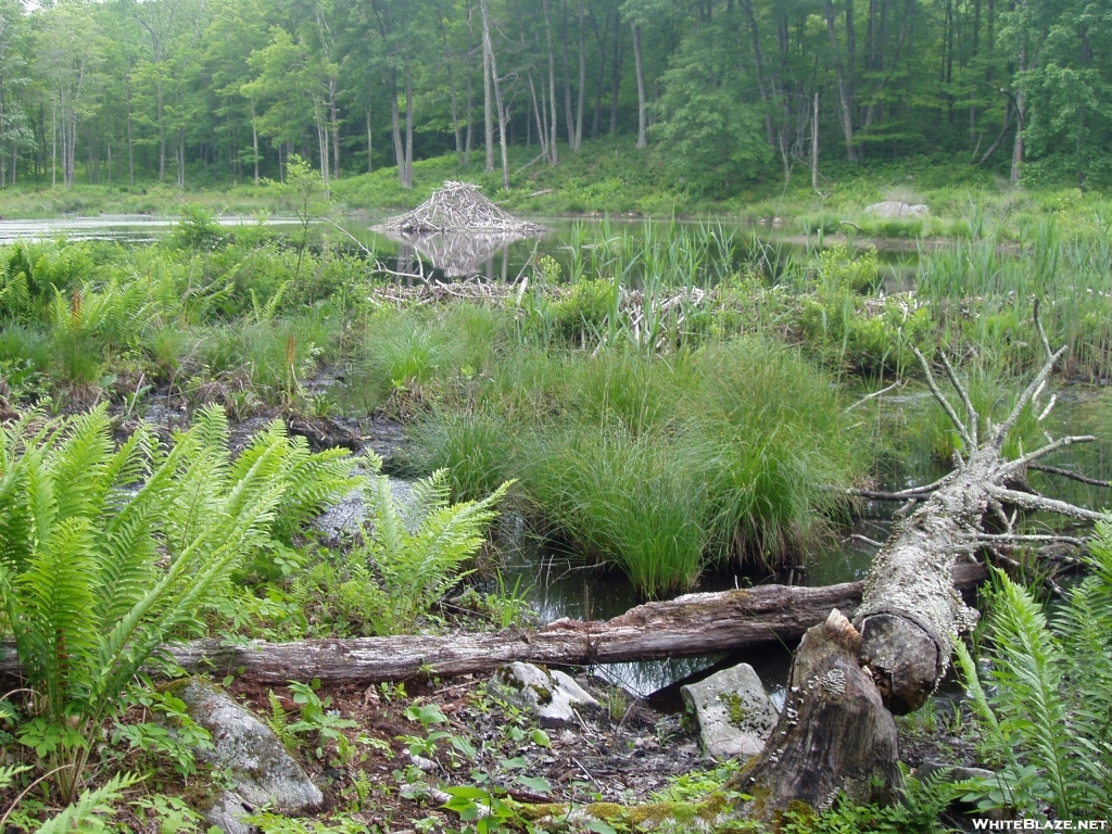 Beaver lodge down the hill behind Pine Swamp Brook Lean-to in CT.