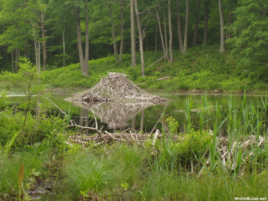 Beaver lodge down the hill behind Pine Swamp Brook Lean-to in CT.
