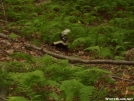 Skunk near RPH Shelter, NY by refreeman in Other