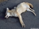Coyote road kill about a 30 minute walk from the AT in CT