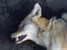 Coyote road kill about a 30 minute walk from the AT in CT by refreeman in Other