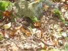 Garter Snake in NY by refreeman in Snakes