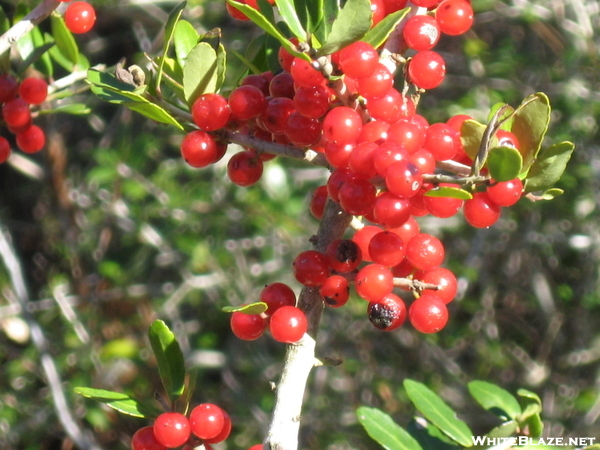 Berries