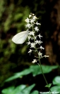 Butterfly on Foamflower - GSMNP by Ratbert in Flowers