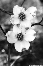 Dogwood Blossom - GSMNP by Ratbert in Flowers