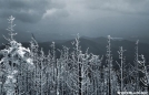 Fraser Fir skeletons & spring snowstorm - Clingman's Dome GSMNP by Ratbert in Views in North Carolina & Tennessee