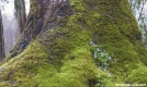 Long Spurred Violets in Tree Trunk - GSMNP