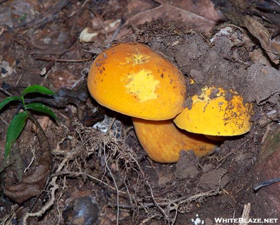 Emerging Mushroom